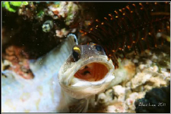 WOW!Jawfish.
Nikon F100,60mm,f27,1/250,YS-120,RDP. by Allen Lee 